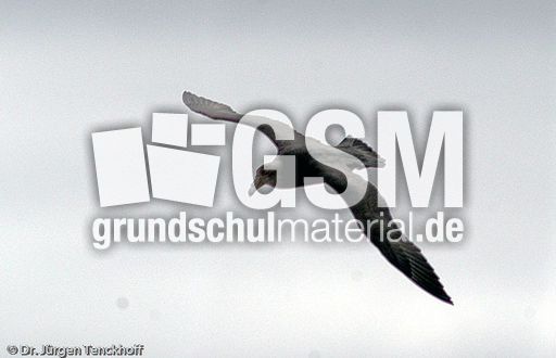 Riesensturmvogel (16 von 32).jpg